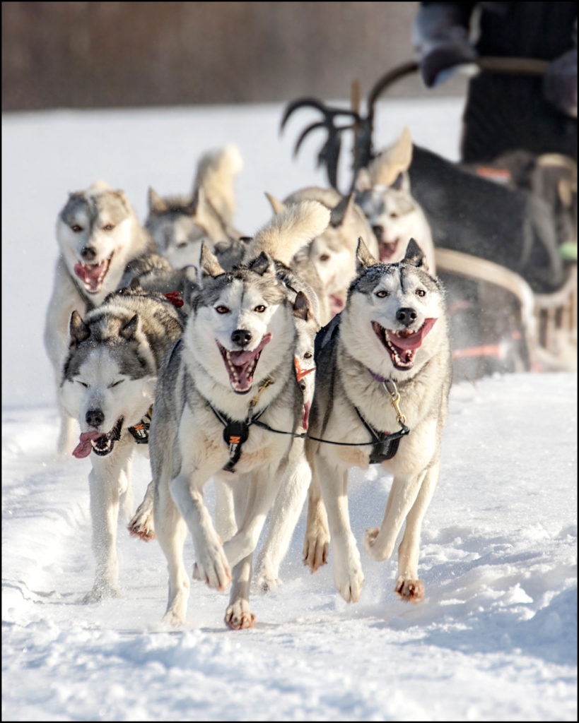 Koirakikan Huskypuisto