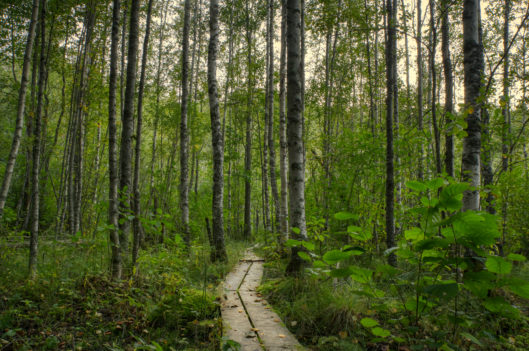 Rautjärven pitkokset